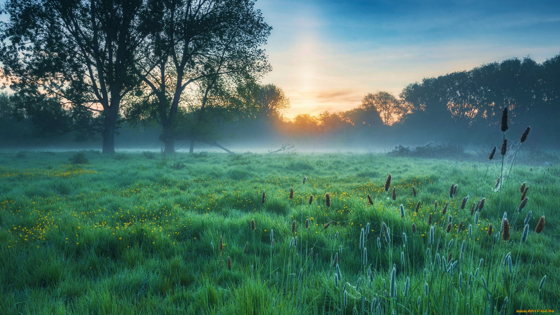 english meadow in may, bedfordshire, , , english, meadow, in, may
